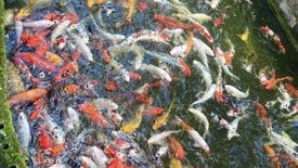 6 Bedroom Commercial for sale in Pa Tueng, Chiang Rai