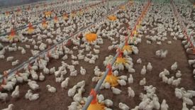 5 Bedroom House for sale in Pong Yang Khok, Lampang