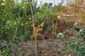 Land for sale in Ban Song, Chachoengsao