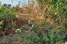 Land for sale in Ban Song, Chachoengsao