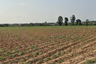 Land for sale in Bo Win, Chonburi