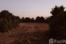 Land for sale in Nong Han, Chiang Mai