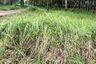 Land for sale in Pa Khlok, Phuket