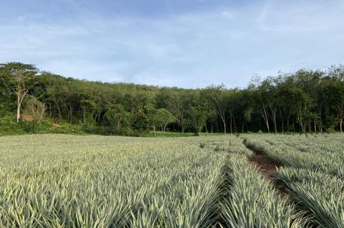 Land for sale in Mai Khao, Phuket