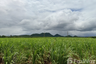 Land for sale in Si Mongkhon, Kanchanaburi