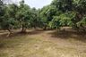 Land for sale in Rop Wiang, Chiang Rai