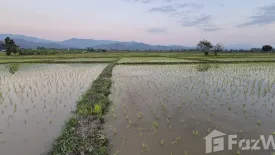 Land for sale in Wiang, Chiang Mai