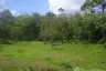 Land for sale in Si Sunthon, Phuket