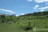 Land for sale in Pa Khlok, Phuket