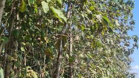 Land for sale in Pong Tao, Lampang