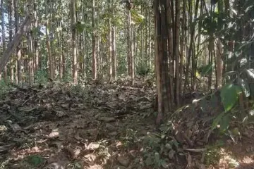 Land for sale in Pong Tao, Lampang