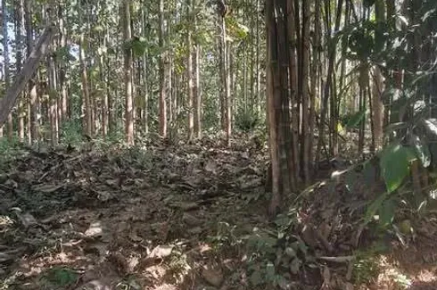 Land for sale in Pong Tao, Lampang