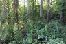 Land for sale in Puea, Nan