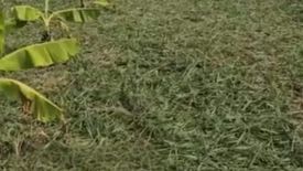 Land for sale in Khlong Si, Pathum Thani