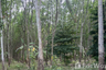 Land for sale in Maenam Khu, Rayong