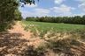 Land for sale in Phai, Yasothon