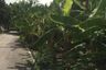 Land for sale in Ban Prok, Samut Songkhram