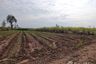 Land for sale in Non Sa-at, Khon Kaen