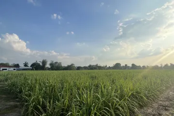 Land for sale in Nai Mueang, Kamphaeng Phet