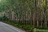 Land for sale in Khian Sa, Surat Thani