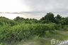 Land for sale in Anoru, Pattani