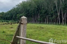Land for sale in Khao Chaison, Phatthalung