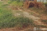 Land for sale in Bueng Bon, Pathum Thani
