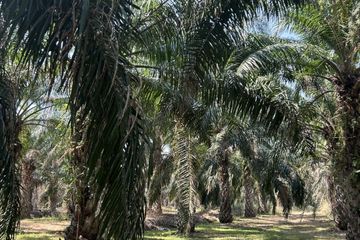 Land for sale in Rai Mai Phatthana, Phetchaburi