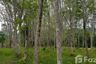 Land for sale in Pa Khlok, Phuket