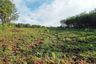 Land for sale in Wichit, Phuket