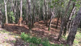 Land for sale in Choeng Thale, Phuket