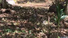 Land for sale in Patong, Phuket