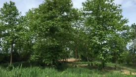 Land for sale in Bang Tanot, Ratchaburi