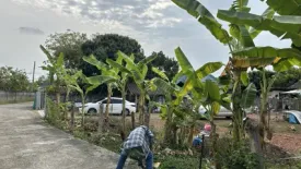 Land for sale in San Sai, Chiang Rai