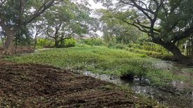 Land for sale in Tha Wang Tan, Chiang Mai