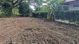 Land for sale in Tha Wang Tan, Chiang Mai
