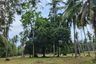 Land for sale in Na Mueang, Surat Thani