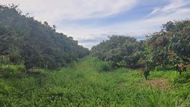 Land for sale in Thung Tom, Chiang Mai