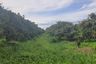 Land for sale in Thung Tom, Chiang Mai