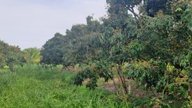 Land for sale in Thung Tom, Chiang Mai