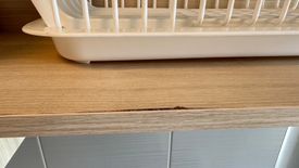 Condo for rent in Plum Condo Rangsit Alive, Khlong Nueng, Pathum Thani