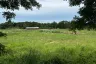 Land for sale in Nong Pla Lai, Chonburi