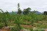 Land for sale in Nong Tum, Chaiyaphum