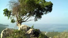 Land for sale in Ko Tao, Surat Thani