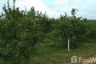 Land for sale in Mae Kha, Chiang Mai