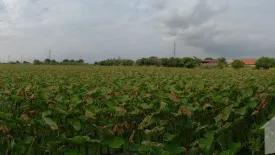 Land for sale in Horathep, Saraburi