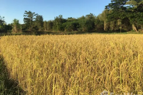 Land for sale in Tha Pha, Lampang