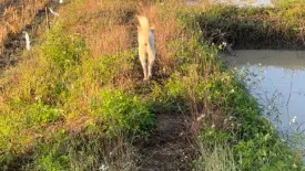 Land for sale in Tha Pha, Lampang