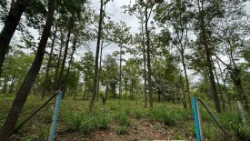 Land for sale in Mae Raem, Chiang Mai