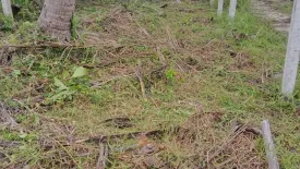 Land for sale in Na Mueang, Surat Thani